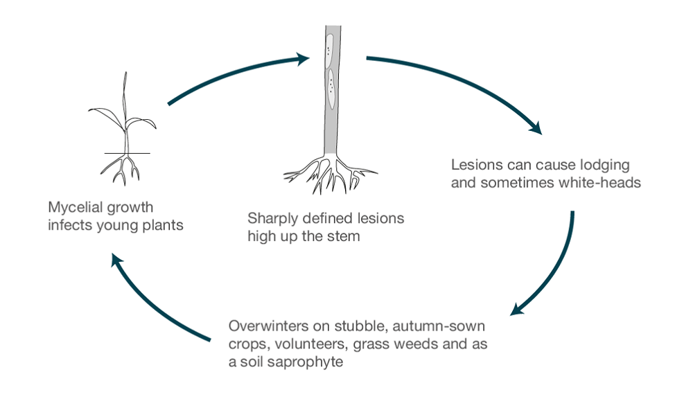 Sharp eyespot life cycle (cereal disease)